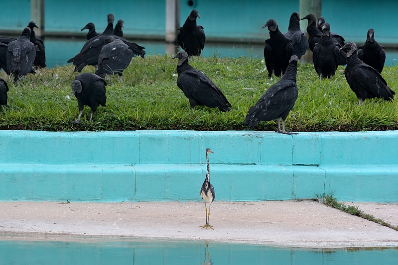 Witbuikreiger